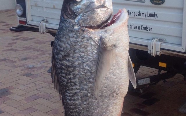 Een van twee baie mooi steenbrasse wat ongeveer â€˜n week terug vanaf Gansbaai se nuwe hawemuur gevang is en so 7 kg plus geweeg het. Raad vir die manne wat daar wil probeer is om krewels handig te hou en seker te maak die gaffel is lank genoeg.